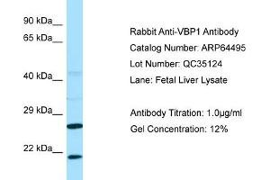 Image no. 1 for anti-Prefoldin Subunit 3 (PFDN3) (C-Term) antibody (ABIN2789852)