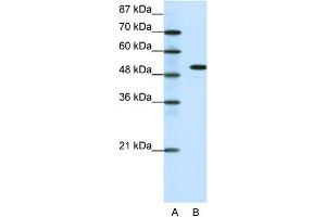 Image no. 1 for anti-Spi-B Transcription Factor (Spi-1/PU.1 Related) (SPIB) (C-Term) antibody (ABIN2777288)