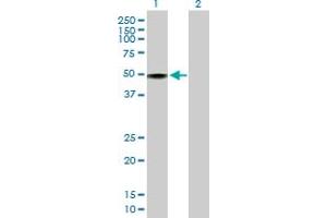 Image no. 1 for anti-RNA Binding Motif Protein 41 (RBM41) (AA 1-413) antibody (ABIN527471)