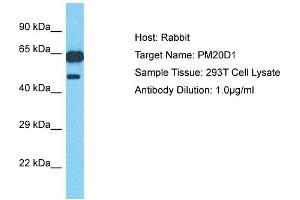 PM20D1 Antikörper  (N-Term)