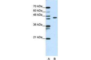 Image no. 1 for anti-Zinc Finger and BTB Domain Containing 9 (ZBTB9) antibody (ABIN2461994)
