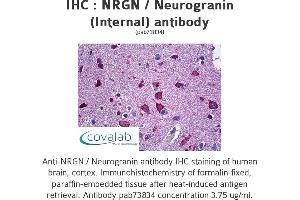 Image no. 1 for anti-Neurogranin (NRGN) (Internal Region) antibody (ABIN1737533)