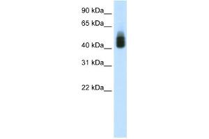 Image no. 1 for anti-SRY (Sex Determining Region Y)-Box 3 (SOX3) (C-Term) antibody (ABIN2780699)