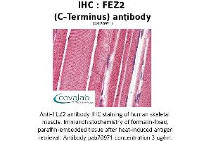 Image no. 1 for anti-Fasciculation and Elongation Protein zeta 2 (Zygin II) (FEZ2) (C-Term) antibody (ABIN1734336)
