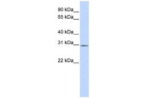 Image no. 1 for anti-Yip1 Interacting Factor Homolog B (YIF1B) antibody (ABIN635410)