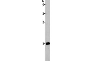 Image no. 1 for anti-Profilin 2 (PFN2) antibody (ABIN2426357)
