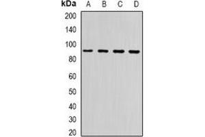 Image no. 2 for anti-Neuroligin Y (NLGN4Y) antibody (ABIN2966841)
