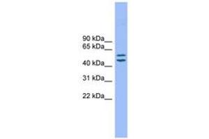 Image no. 1 for anti-Transmembrane 7 Superfamily Member 2 (TM7SF2) (AA 35-84) antibody (ABIN6744803)