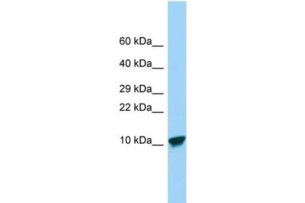 SPINK9 antibody  (Middle Region)