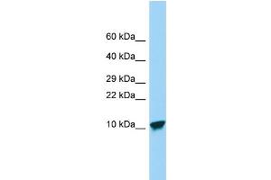 SPINK9 antibody  (Middle Region)