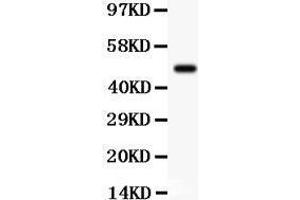 Image no. 1 for anti-serum/glucocorticoid Regulated Kinase 1 (SGK1) (AA 28-55), (N-Term) antibody (ABIN3043433)