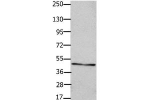 Western Blot analysis of OP9 cell using Connexin 47 Polyclonal Antibody at dilution of 1:450