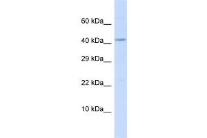 Image no. 1 for anti-Bone Morphogenetic Protein 10 (BMP10) (C-Term) antibody (ABIN2782814)