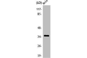 OR4C13 antibody  (C-Term)