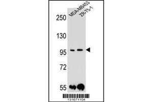 Image no. 2 for anti-Protocadherin 1 (PCDH1) (AA 179-206), (N-Term) antibody (ABIN655958)
