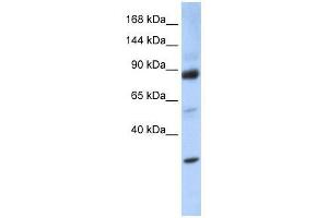 Image no. 1 for anti-Zinc Fingers and Homeoboxes 3 (ZHX3) (Middle Region) antibody (ABIN929028)