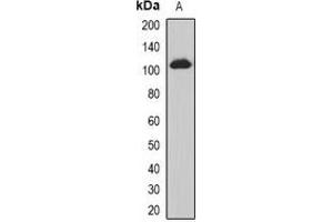 Image no. 2 for anti-Polyhomeotic Homolog 3 (PHC3) antibody (ABIN3198261)