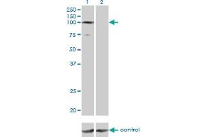 Image no. 2 for anti-General Transcription Factor IIIC, Polypeptide 3, 102kDa (GTF3C3) (AA 112-214) antibody (ABIN522785)