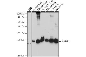 RNF181 Antikörper  (AA 1-153)