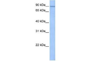 Image no. 1 for anti-Sad1 and UNC84 Domain Containing 1 (SUN1) antibody (ABIN634826)