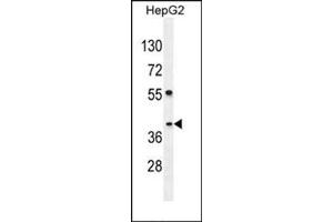 Image no. 2 for anti-SEC13 Homolog (SEC13) (AA 75-104), (Middle Region) antibody (ABIN954700)