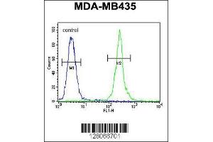 Image no. 3 for anti-Mitochondrial rRNA Methyltransferase 1 Homolog (MRM1) (AA 80-109), (N-Term) antibody (ABIN654341)