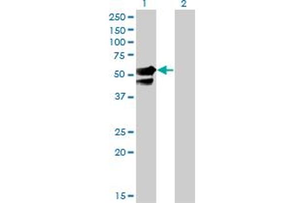 AAK1 antibody  (AA 315-415)