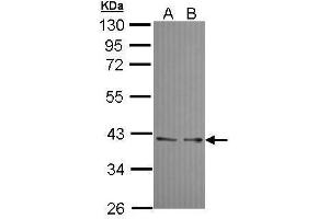 Image no. 6 for anti-Ubiquitin Fusion Degradation Protein 1 Homolog (UFD1L) (full length) antibody (ABIN2856688)