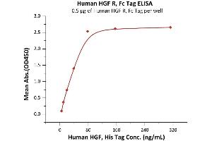 Immobilized Human HGF R, Fc Tag (ABIN2180661,ABIN2180662) at 5 μg/mL (100 μL/well) can bind Human HGF, His Tag (ABIN6973095) with a linear range of 5-78 ng/mL (Routinely tested).
