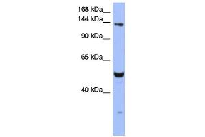 MSH6 抗体  (N-Term)