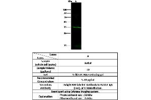 Image no. 1 for anti-Kruppel-Like Factor 13 (KLF13) (N-Term) antibody (ABIN6925951)