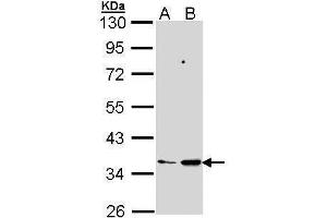 Image no. 1 for anti-Prostaglandin E Synthase 2 (PTGES2) (Center) antibody (ABIN2854619)