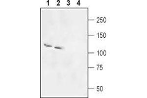 Western blot analysis of rat brain (lanes 1 and 3) and testis (lanes 2 and 4) membranes: - 1,2.