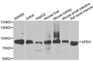 Image no. 1 for anti-N-Acylaminoacyl-Peptide Hydrolase (APEH) antibody (ABIN6136978)