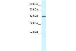 Image no. 1 for anti-Activating Transcription Factor 2 (ATF2) (C-Term) antibody (ABIN2778291)