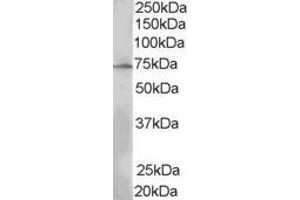 Image no. 2 for anti-SH2B Adaptor Protein 3 (SH2B3) (N-Term) antibody (ABIN185272)