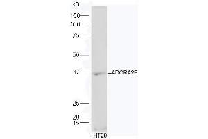 HT-29 lysates probed with Anti-ADORA2B Polyclonal Antibody, Unconjugated (ABIN2169872) at 1:300 in 4˚C.