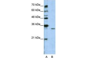 Image no. 1 for anti-Guanine Nucleotide Binding Protein (G Protein), beta Polypeptide 1-Like (GNB1L) antibody (ABIN2462388)