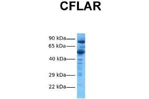Image no. 3 for anti-CASP8 and FADD-Like Apoptosis Regulator (CFLAR) (N-Term) antibody (ABIN2792098)