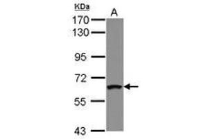 Image no. 1 for anti-Zinc Finger Protein 300 (ZNF300) (AA 43-220) antibody (ABIN1501834)