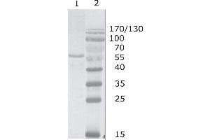 Image no. 1 for anti-Human Immunodeficiency Virus 1 Capsid (HIV-1 p24) (AA 165-231), (C-Term) antibody (ABIN400480)
