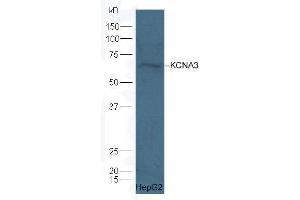 Image no. 1 for anti-Potassium Voltage-Gated Channel, Shaker-Related Subfamily, Member 3 (KCNA3) (AA 485-575) antibody (ABIN2177115)