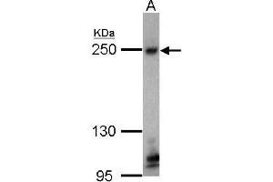Image no. 1 for anti-Tight Junction Protein 1 (TJP1) (C-Term) antibody (ABIN2854596)