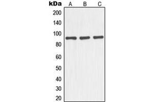 Image no. 1 for anti-Nucleolar Complex Associated 3 Homolog (NOC3L) (Center) antibody (ABIN2706701)