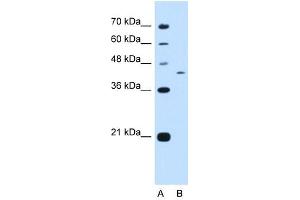 Image no. 1 for anti-Proline-Rich Coiled-Coil 2B (PRRC2B) (N-Term) antibody (ABIN632176)