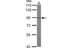 Image no. 1 for anti-Signal Transducer and Activator of Transcription 3 (Acute-Phase Response Factor) (STAT3) (C-Term) antibody (ABIN2855865)
