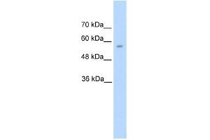 anti-Dopa Decarboxylase (Aromatic L-Amino Acid Decarboxylase) (DDC) (N-Term) antibody