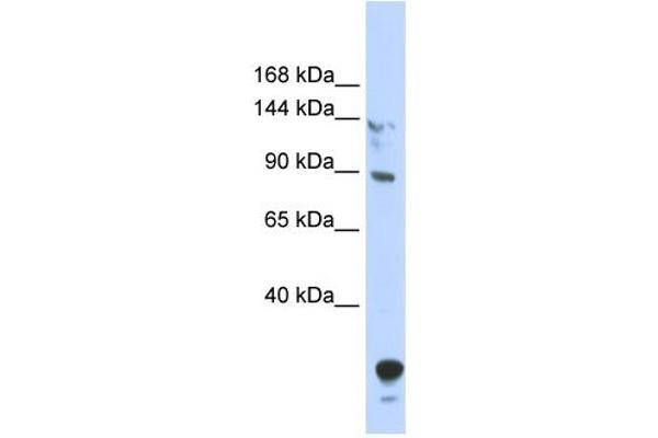 TULP4 antibody  (N-Term)
