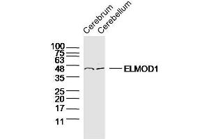 Image no. 1 for anti-ELMO/CED-12 Domain Containing 1 (ELMOD1) (AA 21-120) antibody (ABIN4909105)
