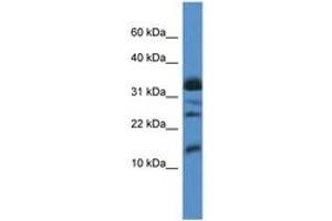 Image no. 1 for anti-Elongation Factor 1 Homolog (ELOF1) (C-Term) antibody (ABIN6746826)